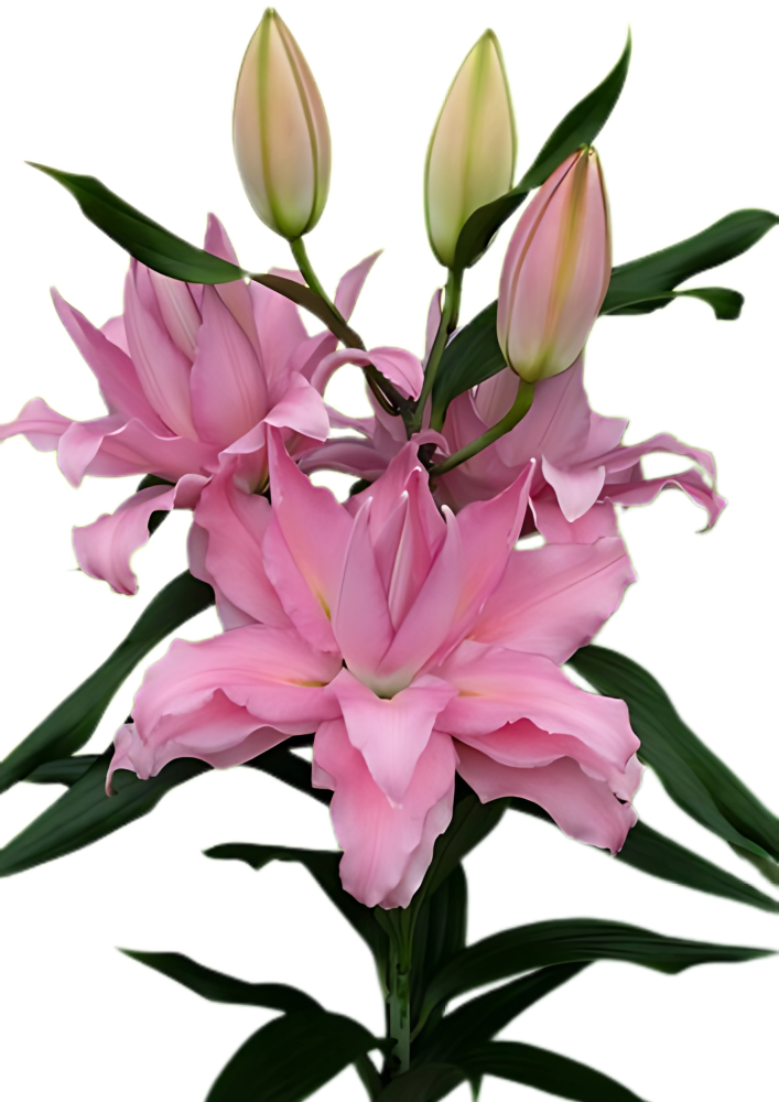 RL Sevenna Roselily Lilium
