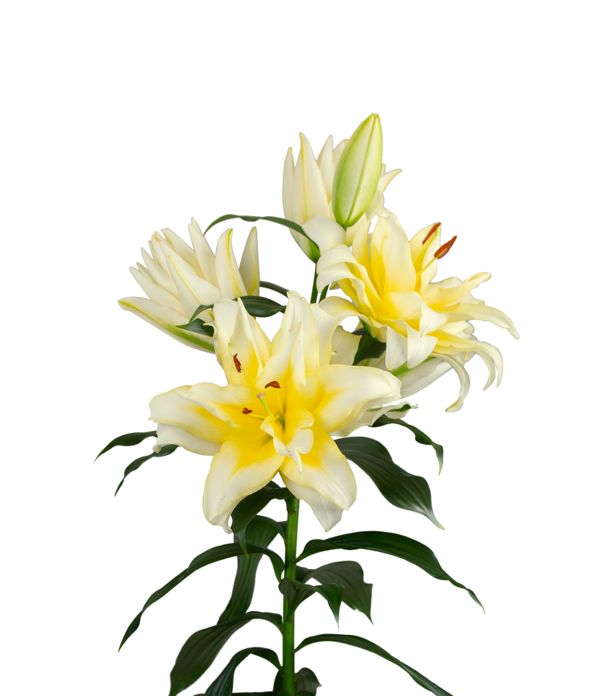 Alfonzo Starlily Lilium