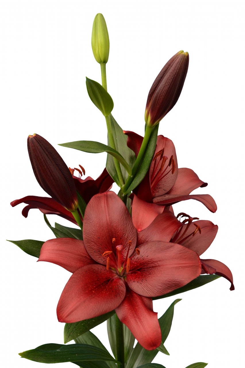 Malbec Lilium