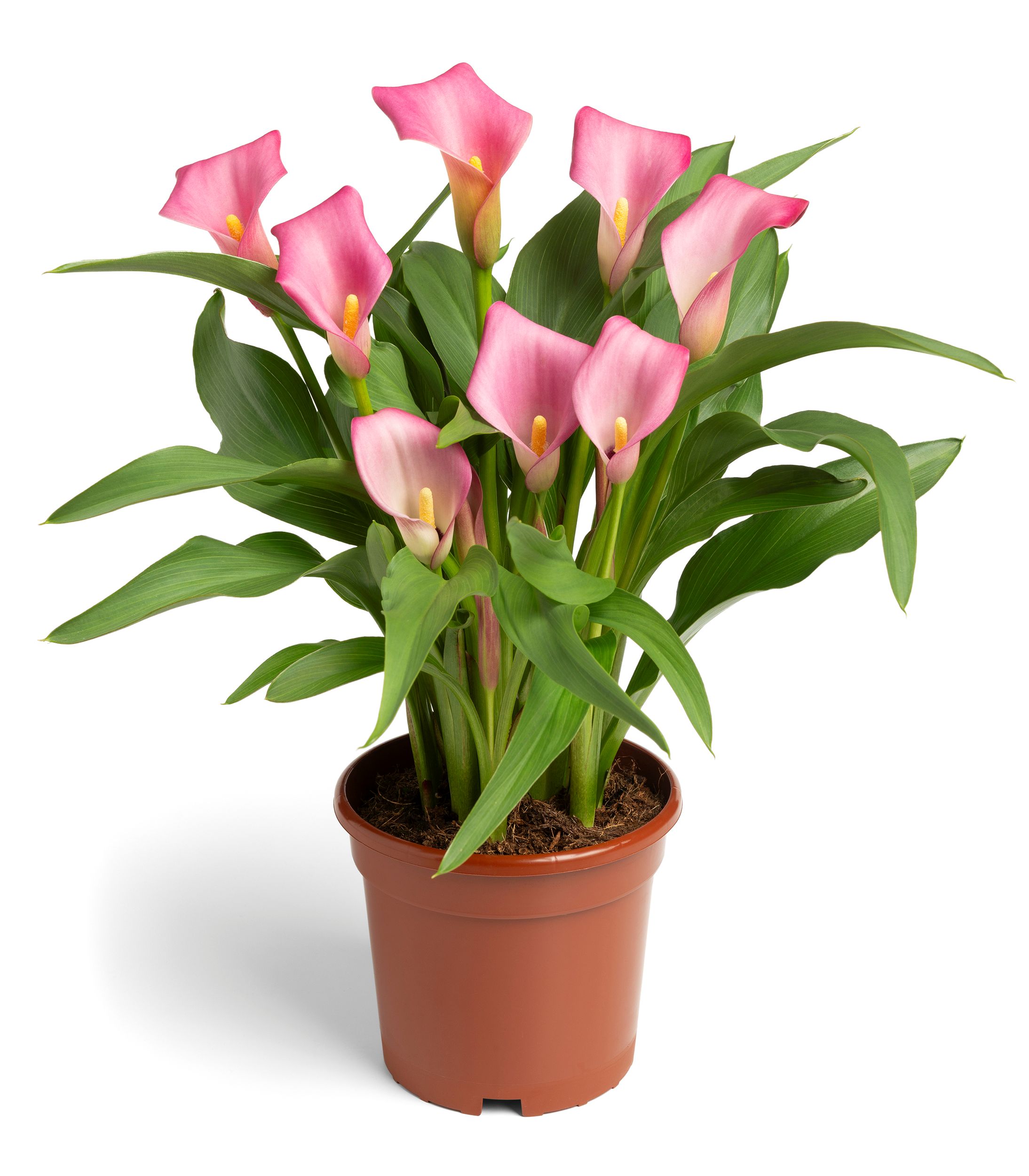 Pink Pop Zantedeschia