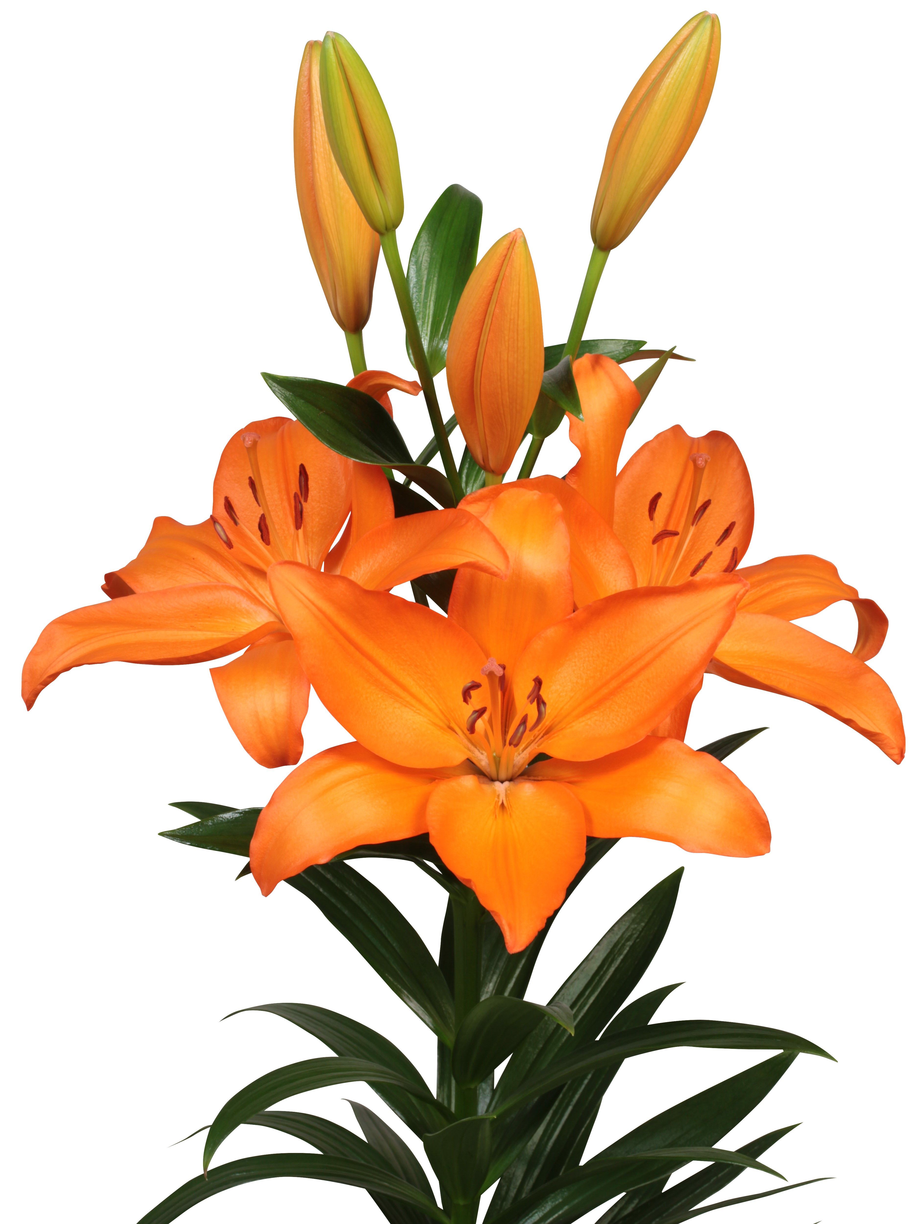 Ponta Delgada Lilium