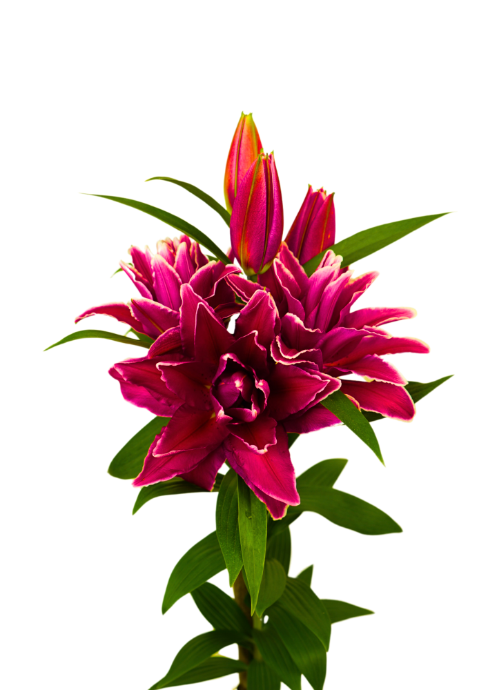 RL Gunda Roselily Lilium