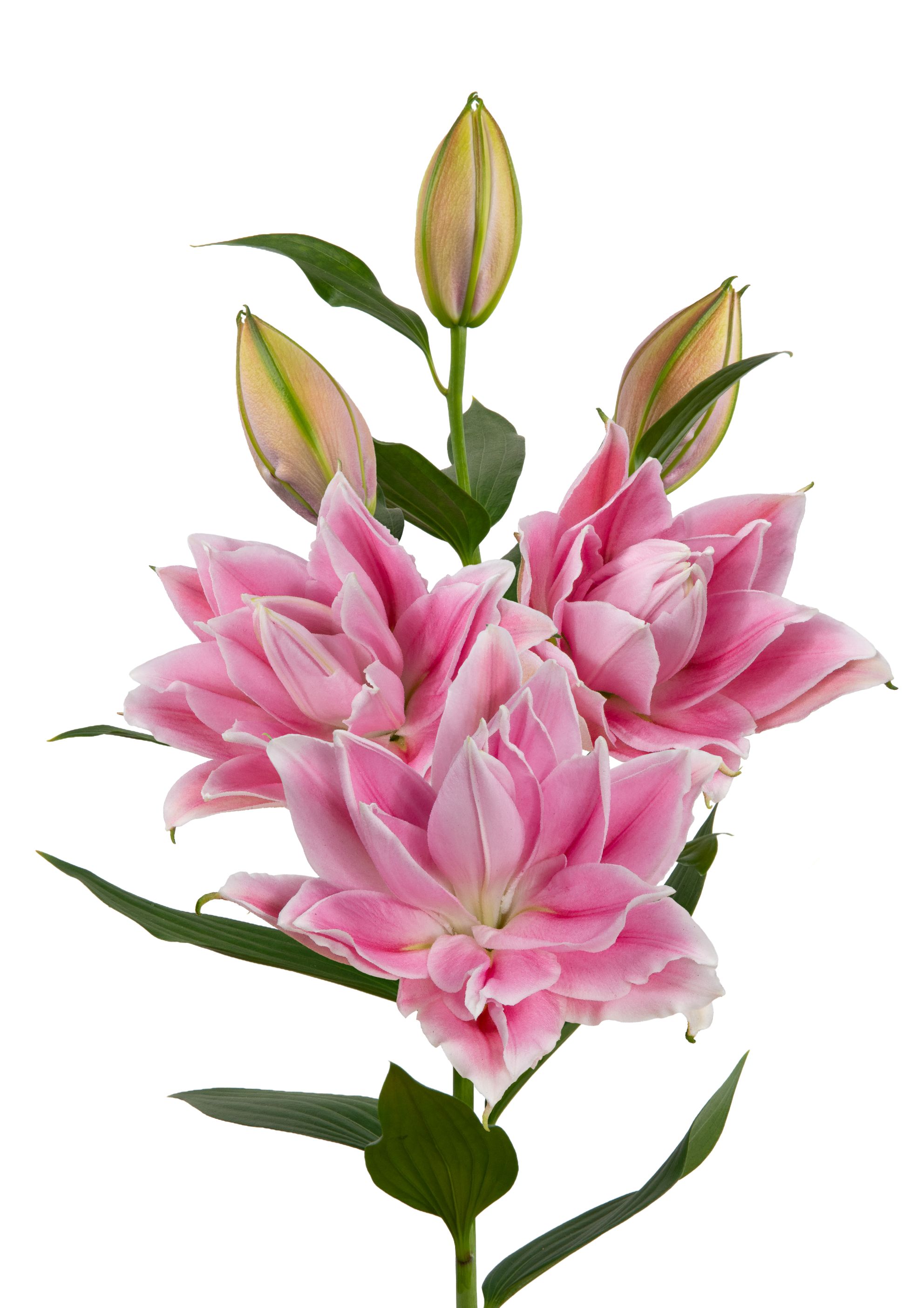 RL Juditha Roselily Lilium