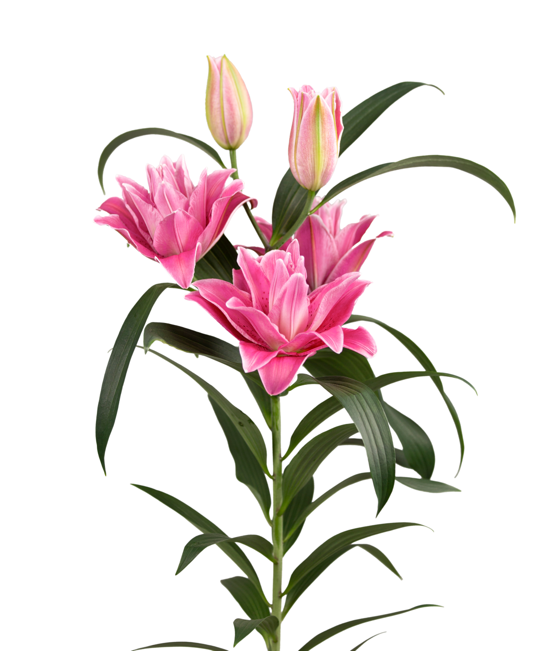 RL Mariella Roselily Lilium