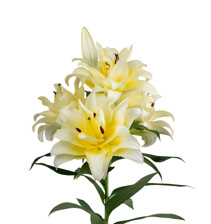 Dario Starlily Lilium