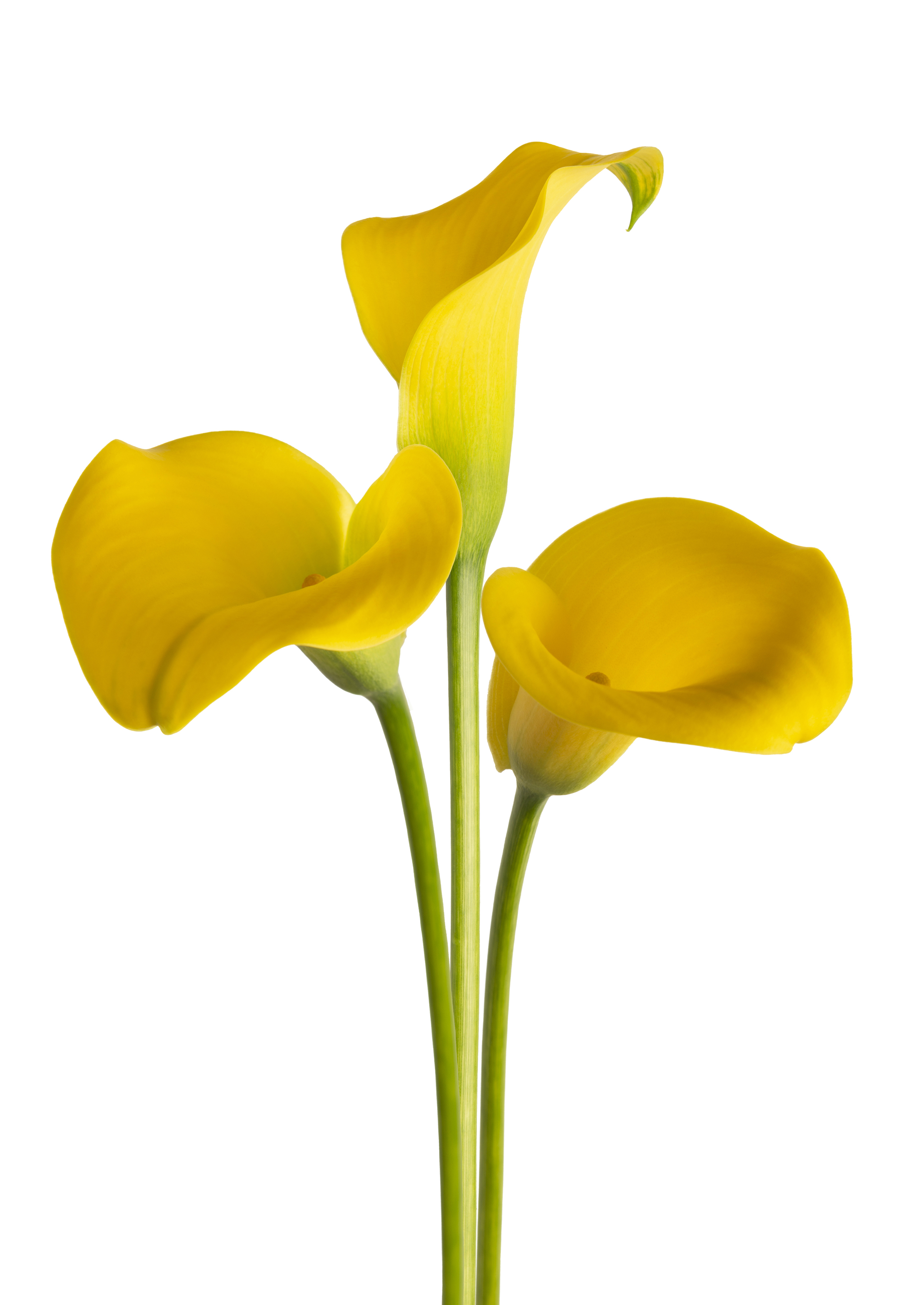 Gold Label Zantedeschia