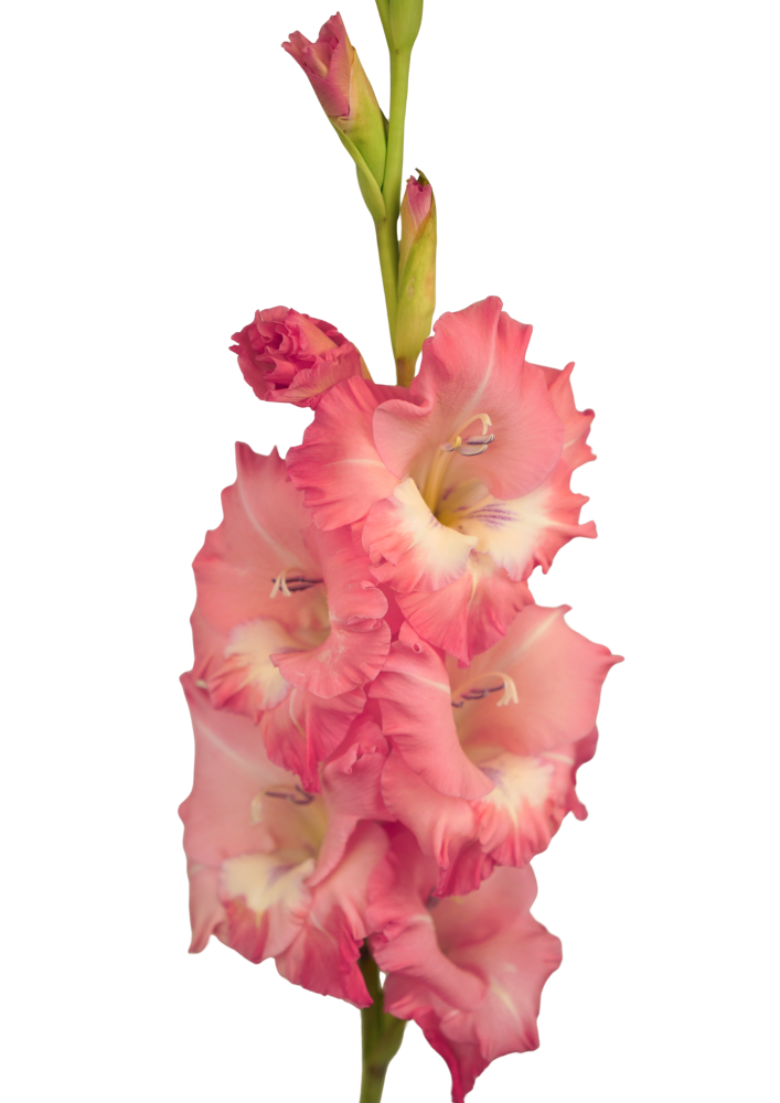 Fontana (06.196.01) Prisma Gladiolus Gladiolus