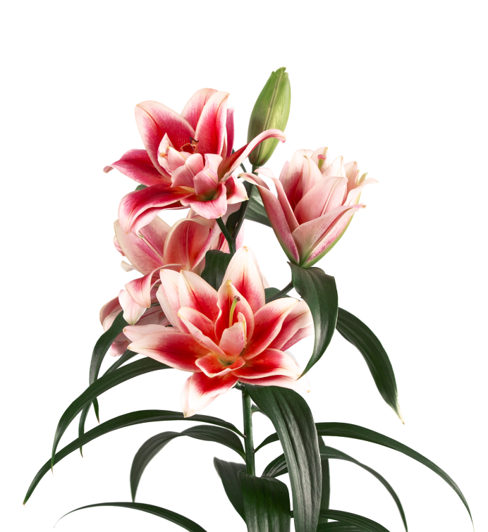 Alessandro Starlily Lilium