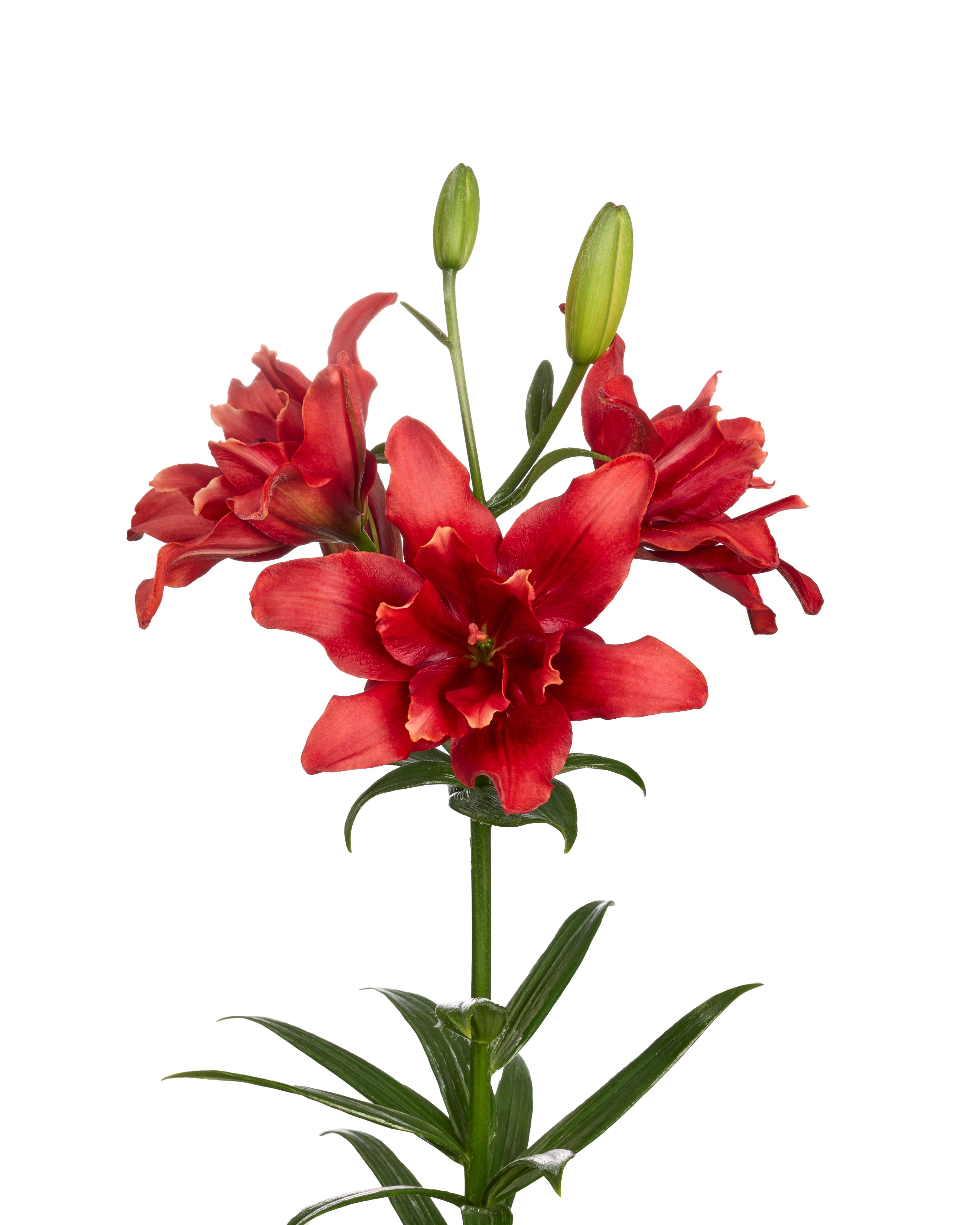 Chicane Twin Flame Lilium