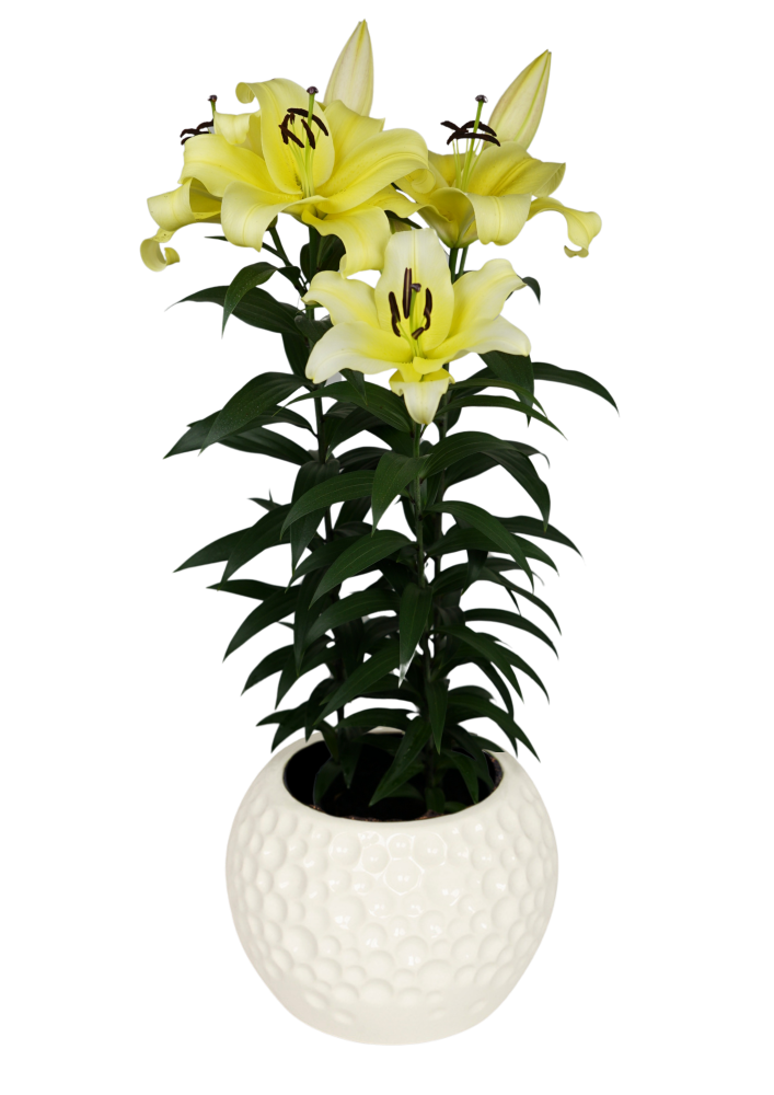 Sunny Bliss Lily Looks Lilium