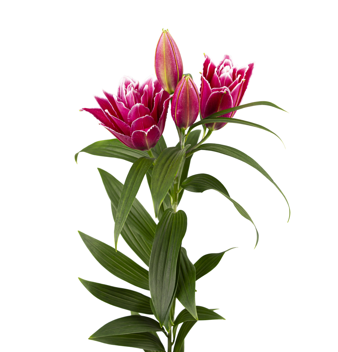 RL Celsa Roselily Lilium
