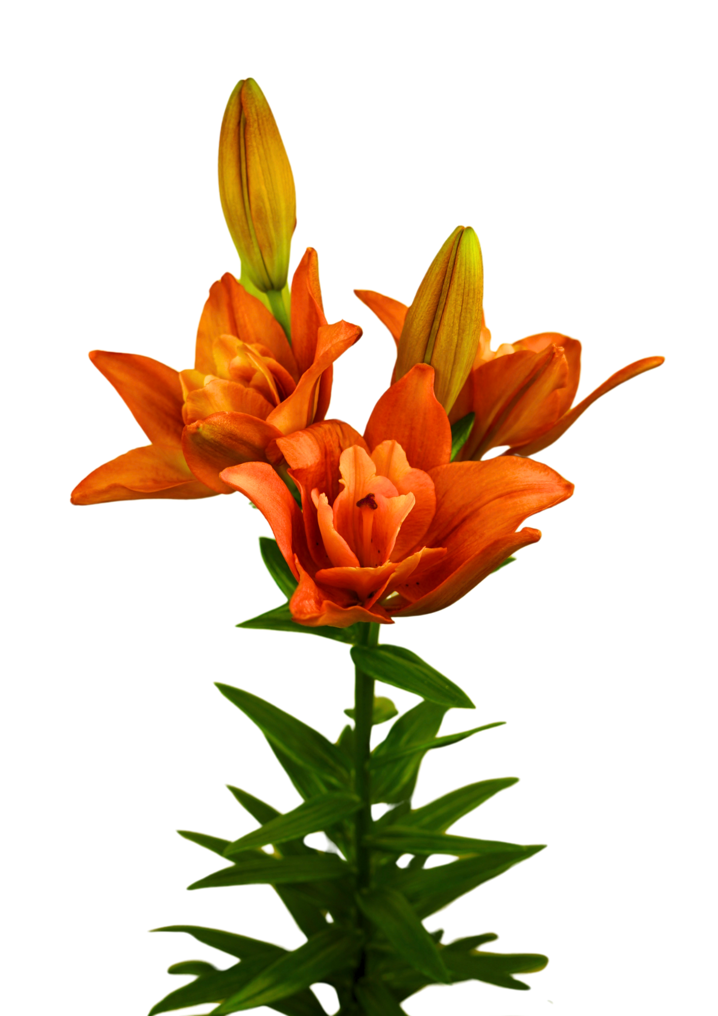 Twinflame Atlantis Twin Flame Lilium