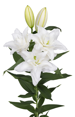 RL Delmara Roselily Lilium