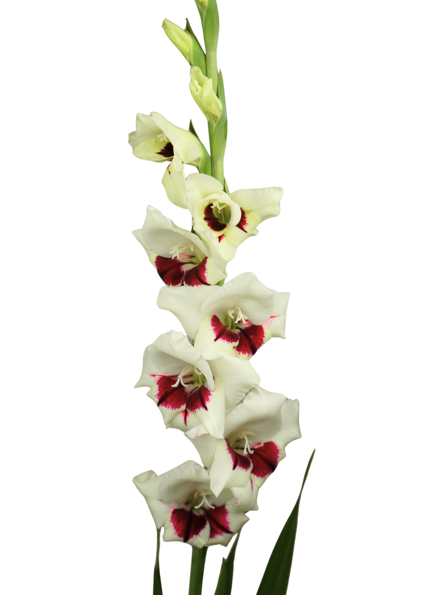 10.454.05 Prisma Gladiolus Gladiolus