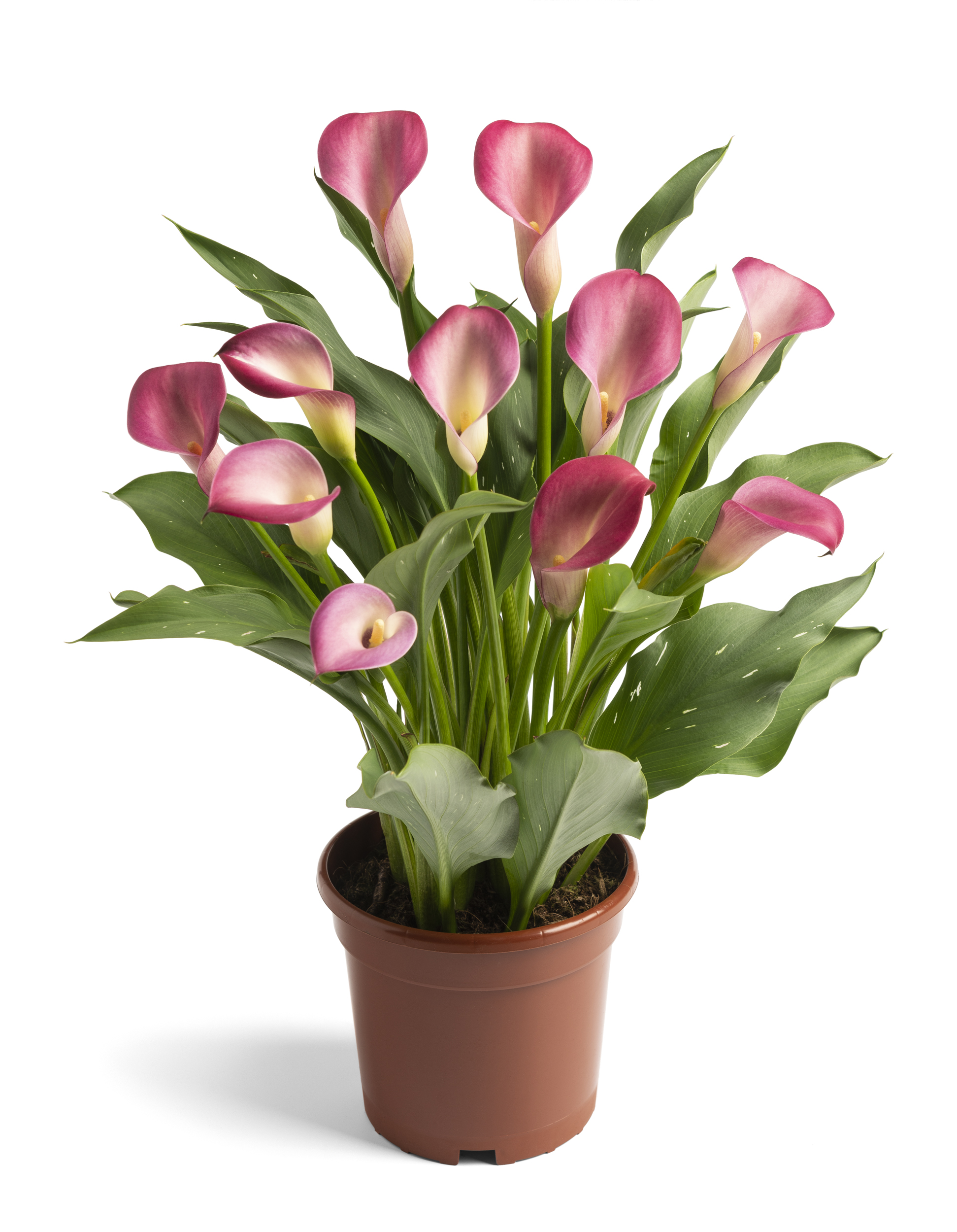 Pink Puppy Zantedeschia