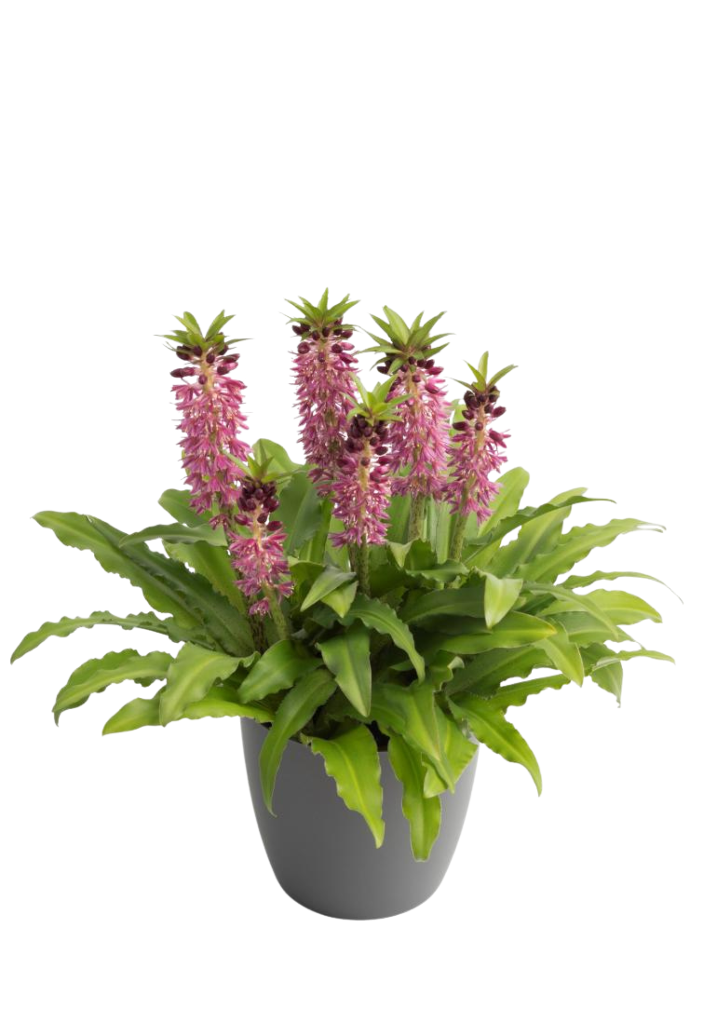 Leia NewComis Eucomis