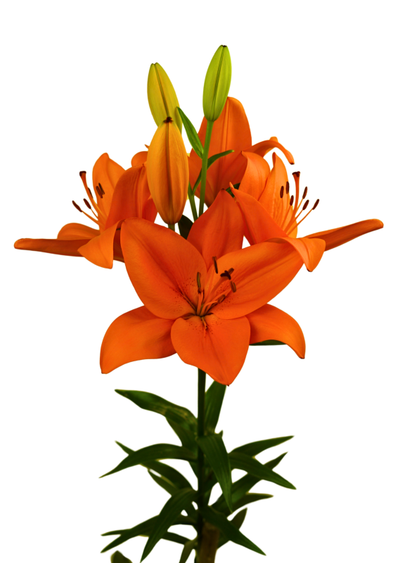 Dutch Passion Lilium