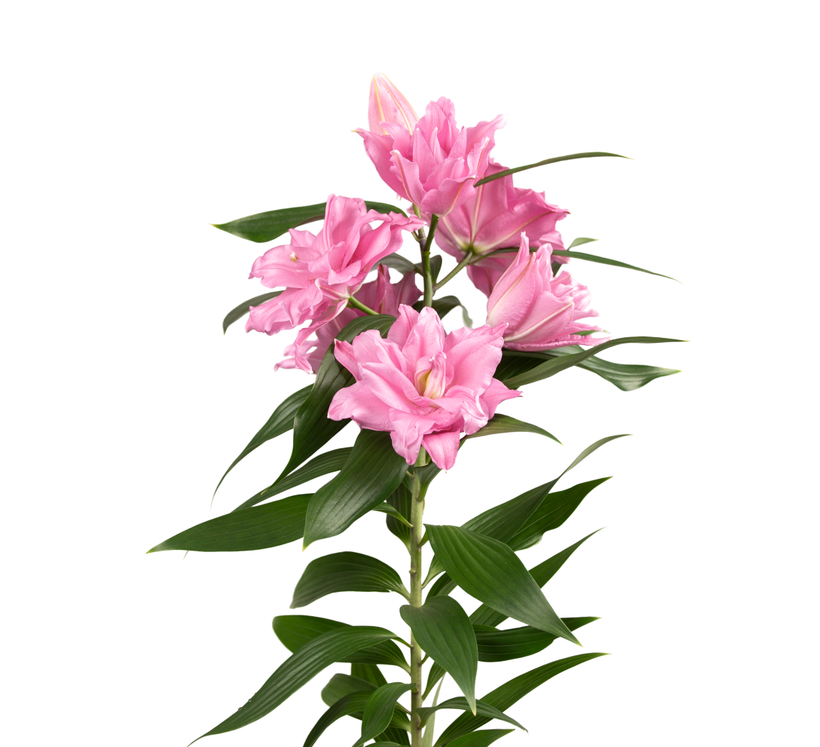 RL Titia Roselily Lilium