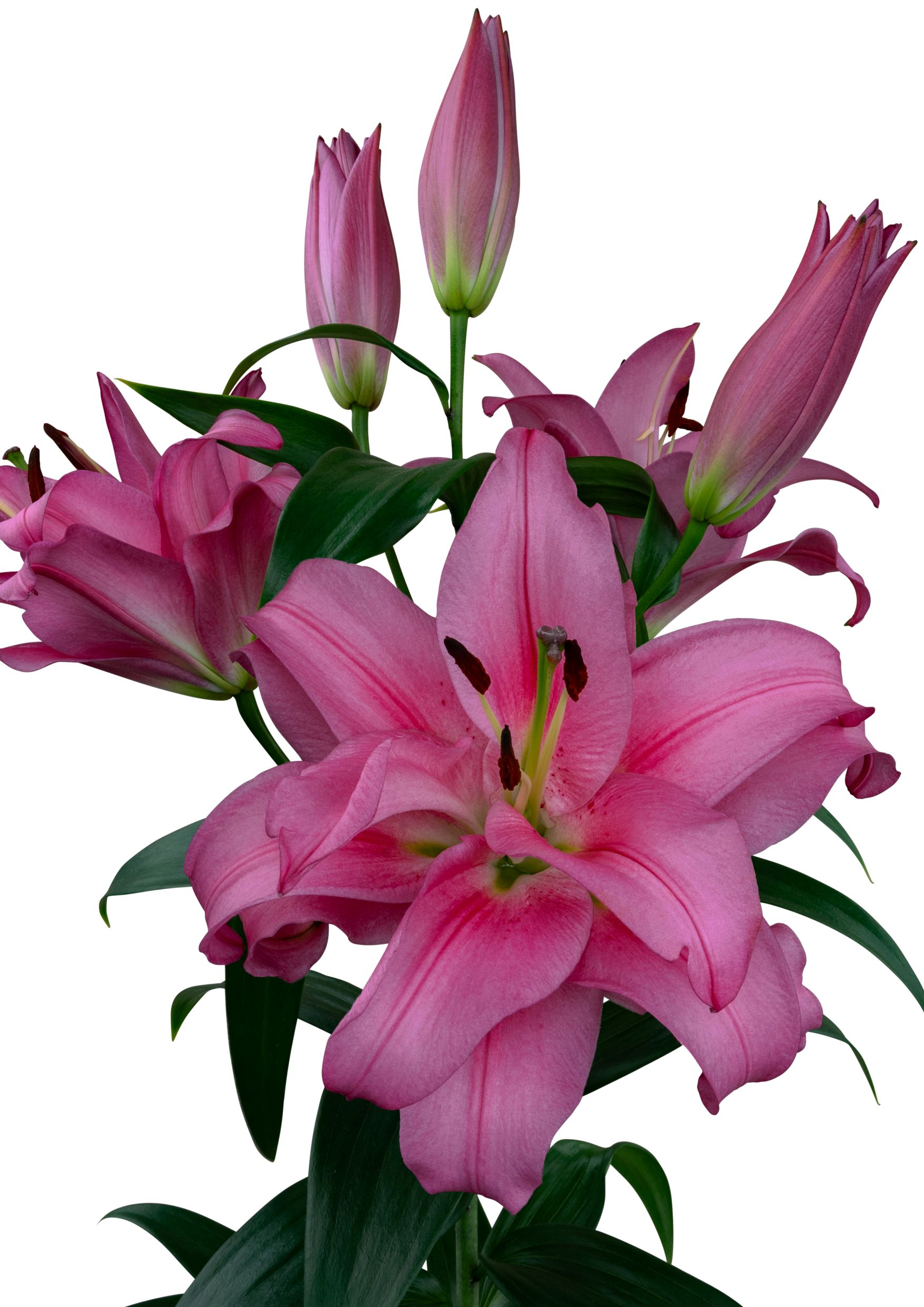 SL Eelco Starlily Lilium