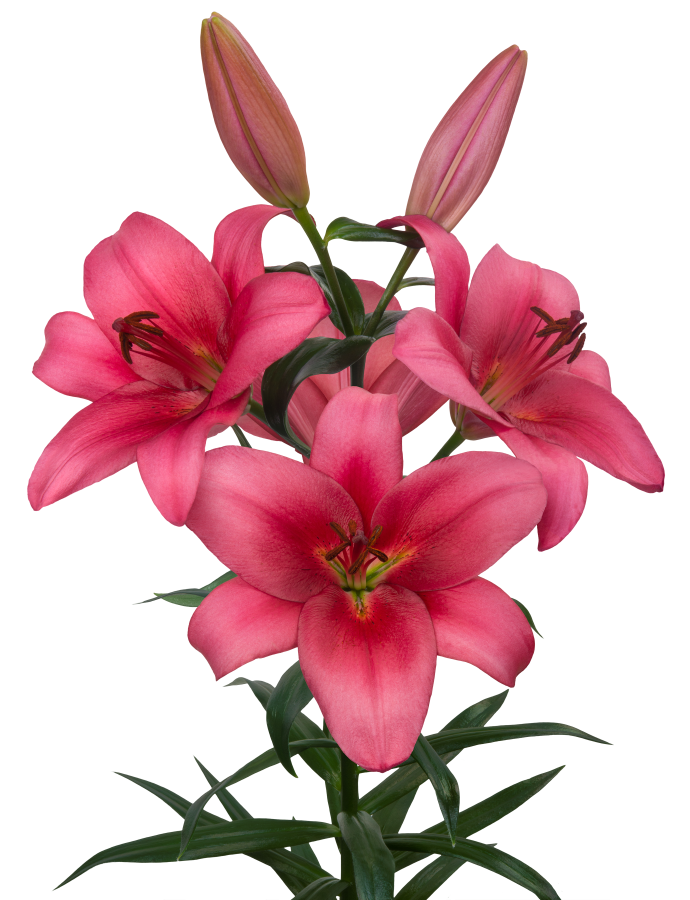 Merlingh Lilium