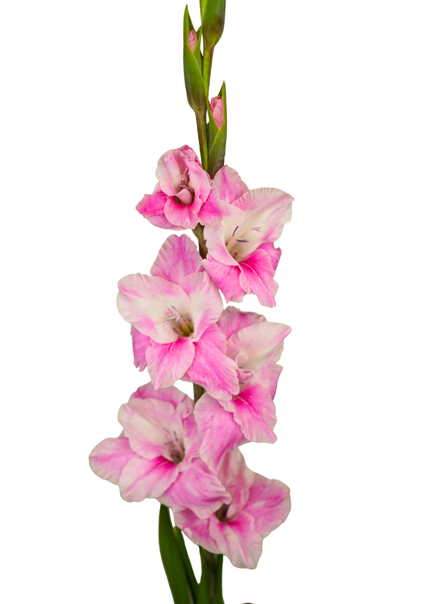 10.246.01 Prisma Gladiolus Gladiolus