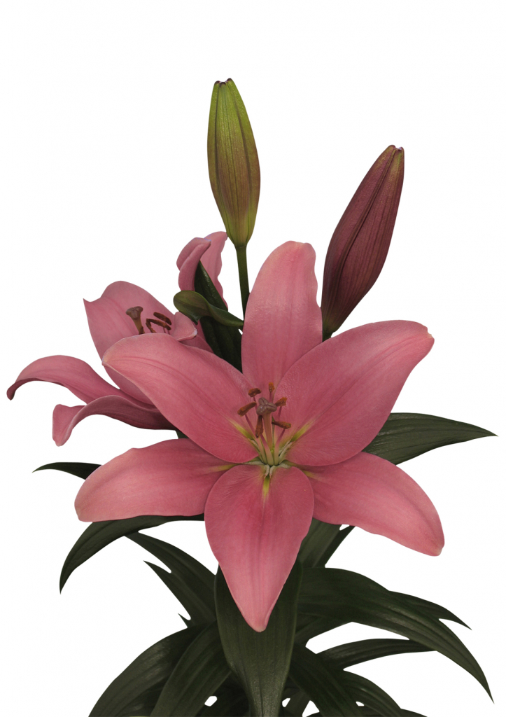 Indian Summerset Lilium