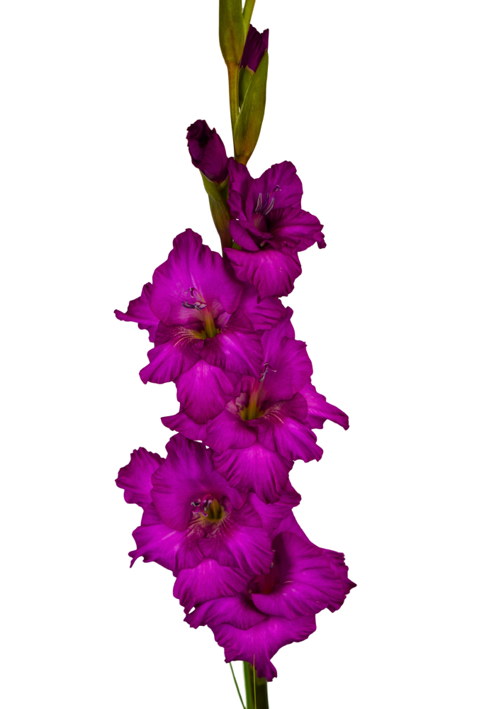 Astarte Prisma Gladiolus Gladiolus
