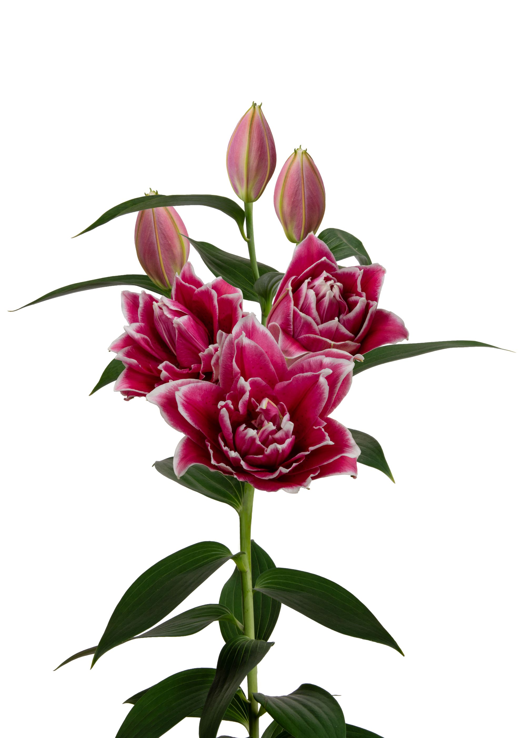 RL Bonjoura Roselily Lilium