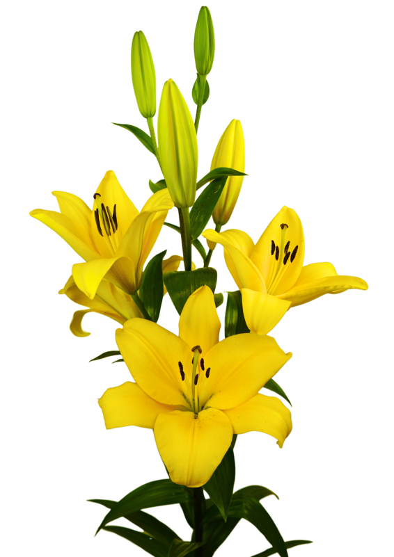 Sustain Bloomlily Lilium