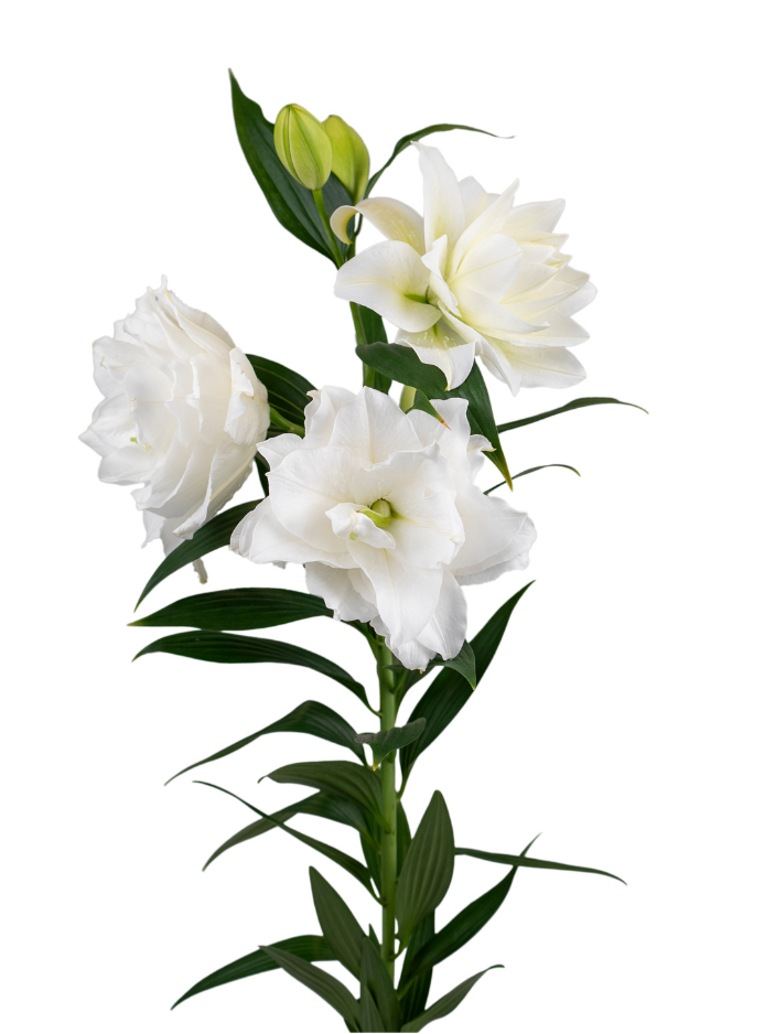 RL Adora Roselily Lilium