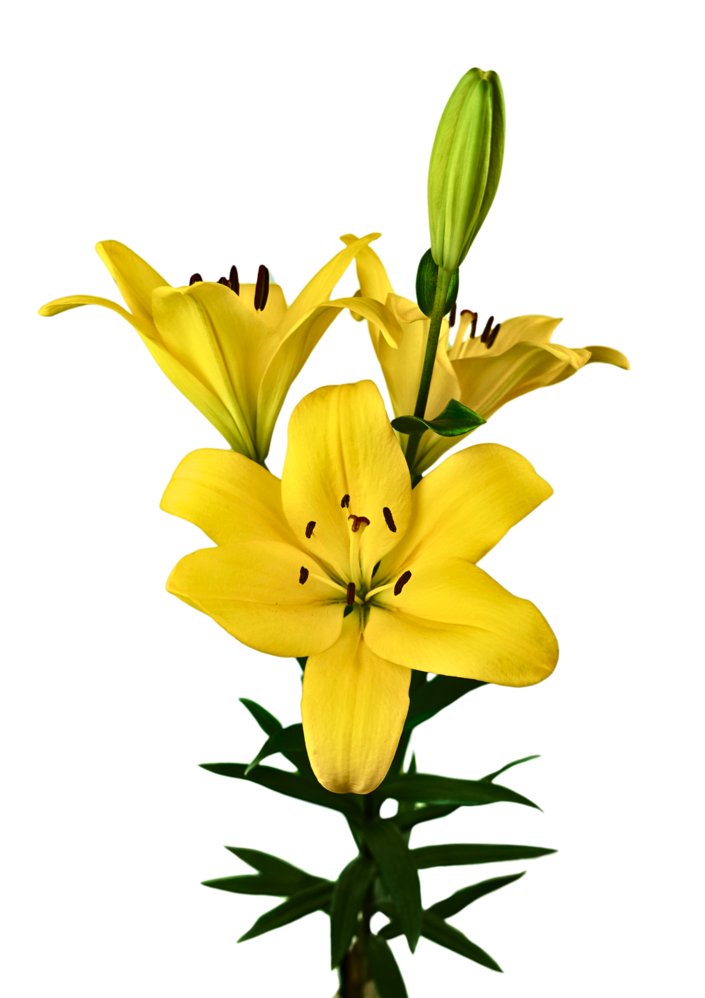 Golden Pass Lilium