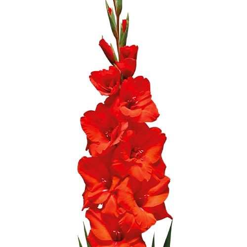 Advance Gladiolus