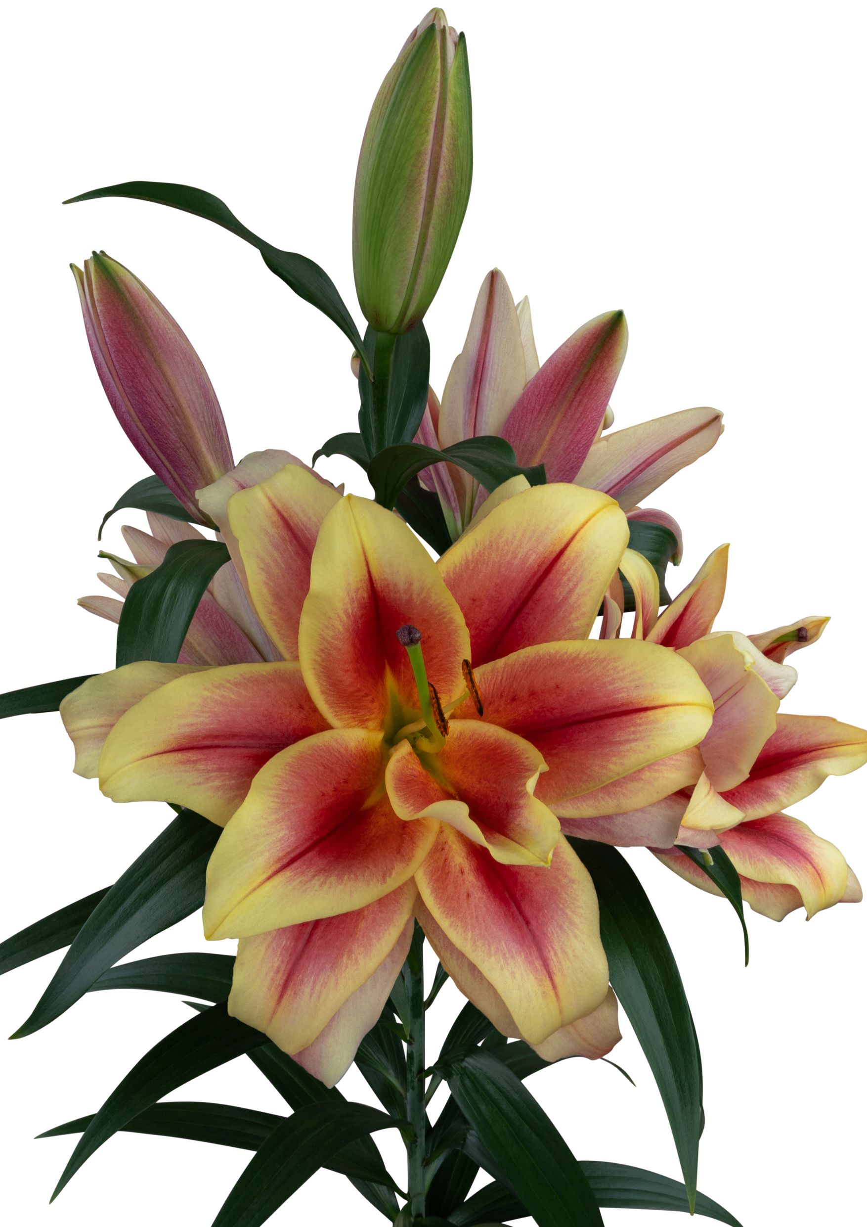 Alessandro Starlily Lilium