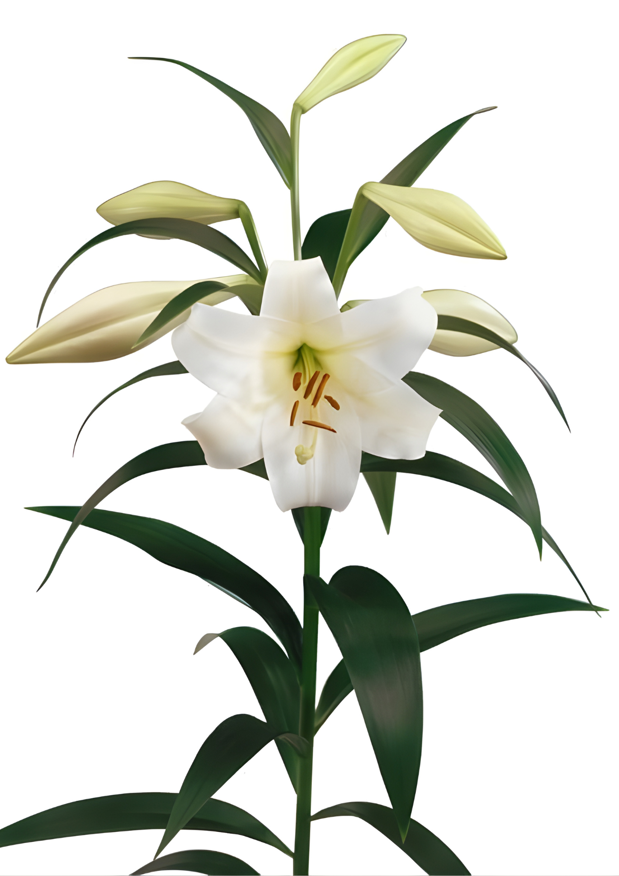 White Triumphator Lilium