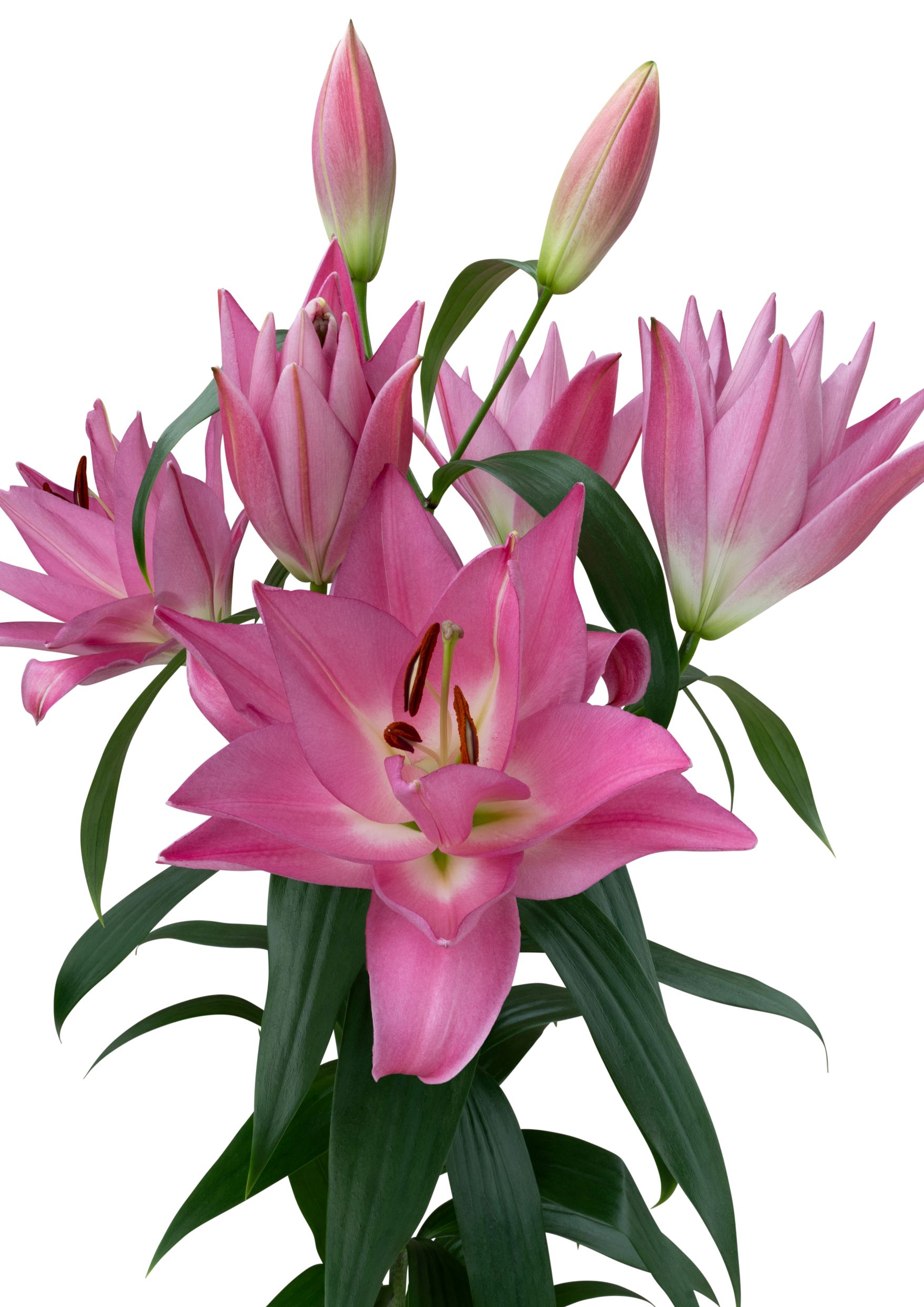 SL Marko Starlily Lilium