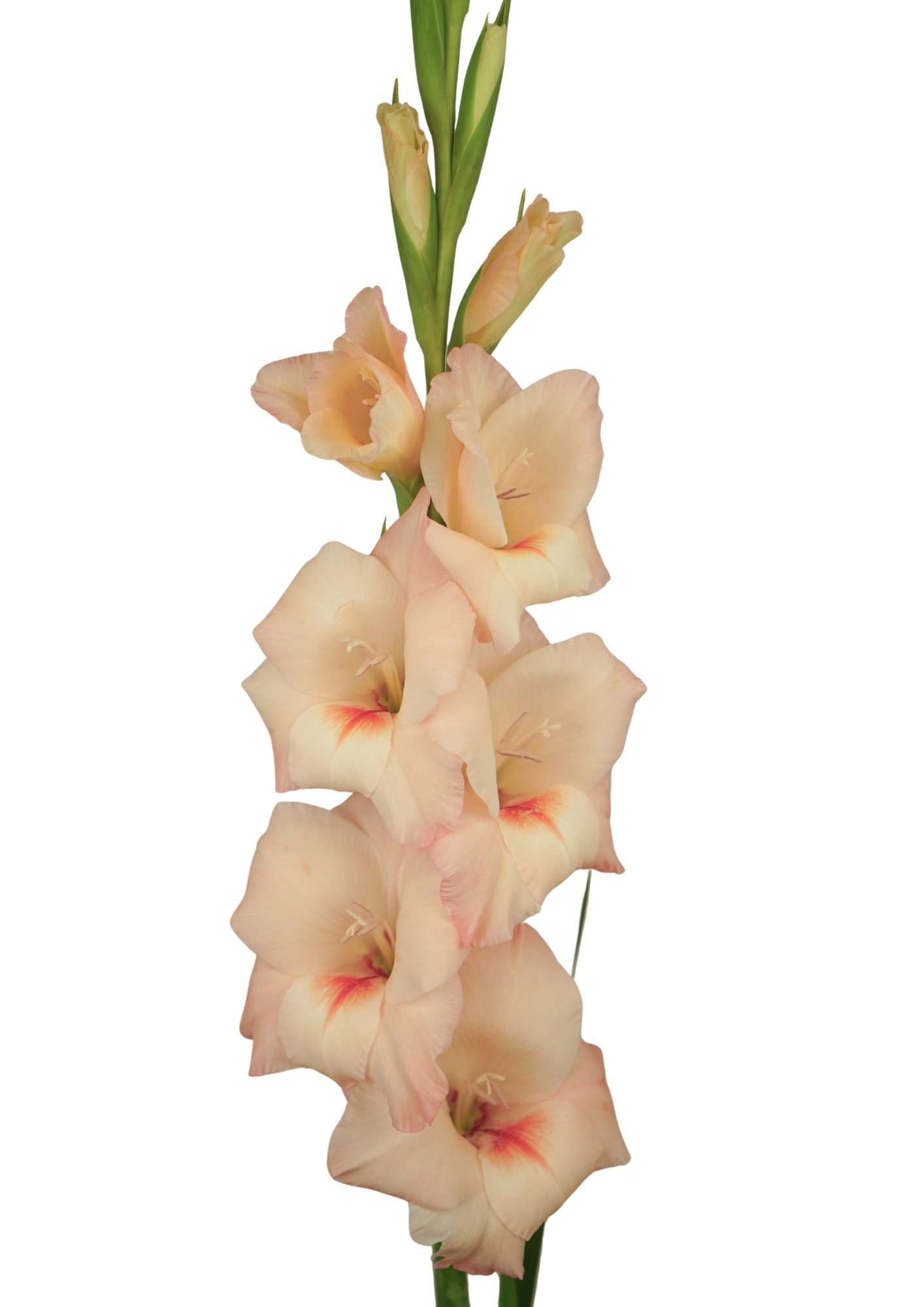 Rigoletto Gladiolus