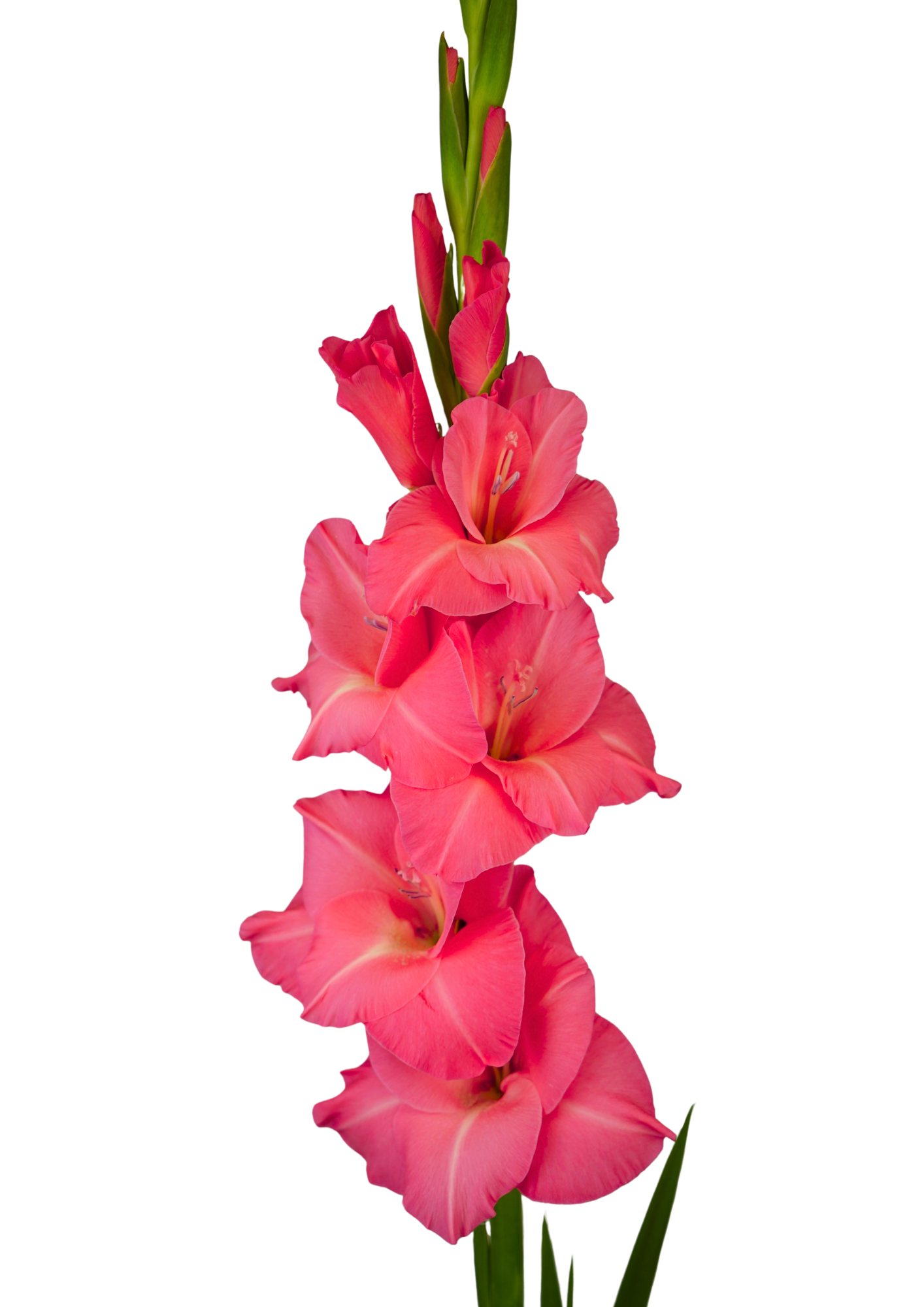 Julio Prisma Gladiolus Gladiolus