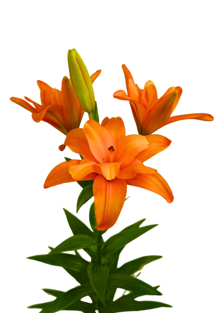 Twinflame Stella Twin Flame Lilium