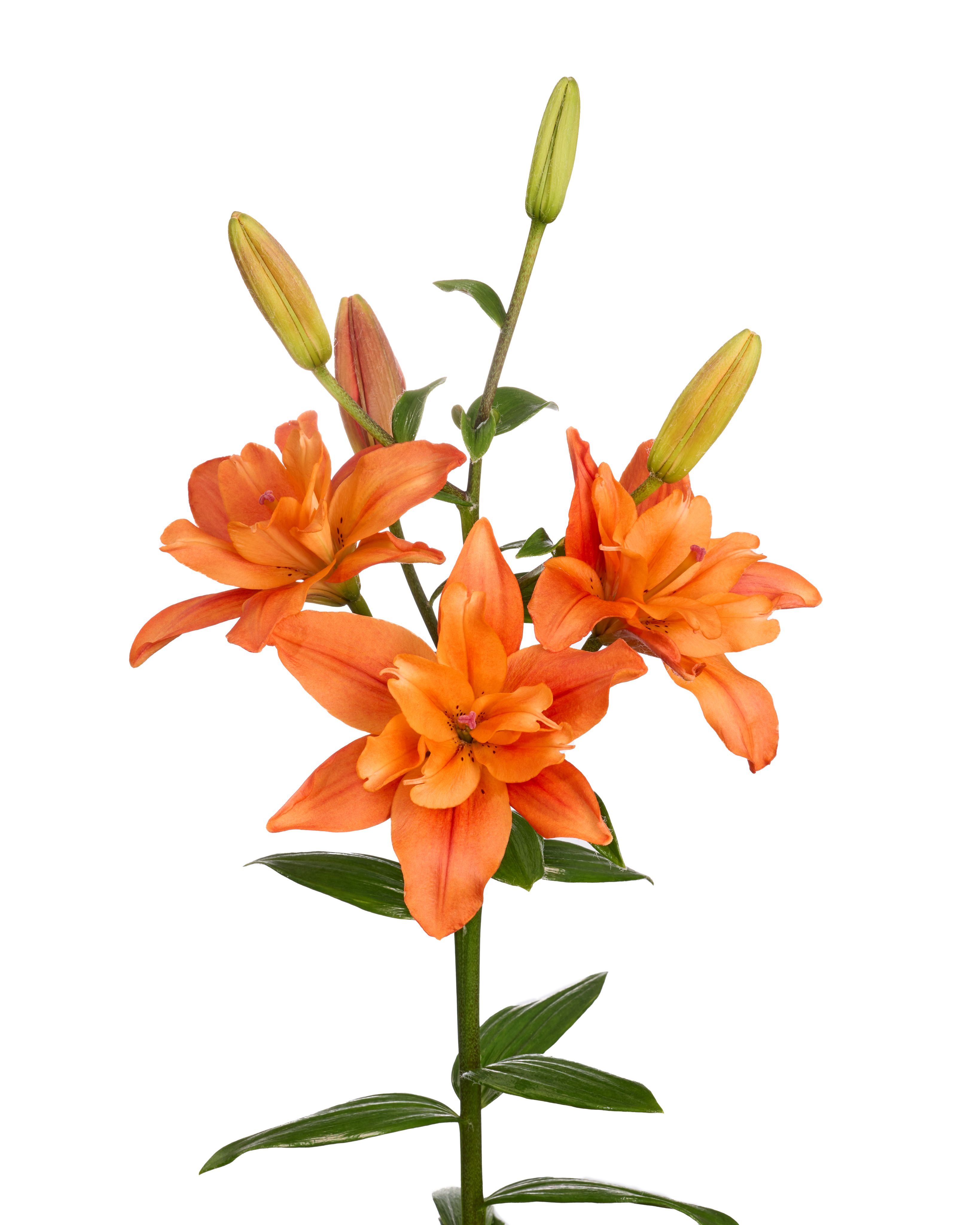 Twinflame Tropic Lilium