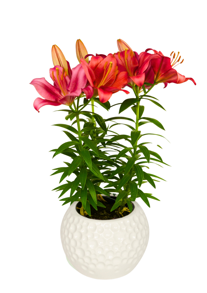 Summer Blush Lily Looks Lilium