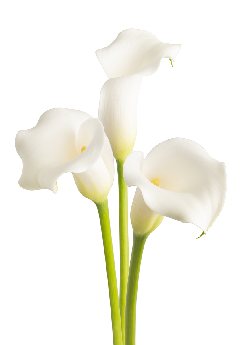 Whitehorse Zantedeschia