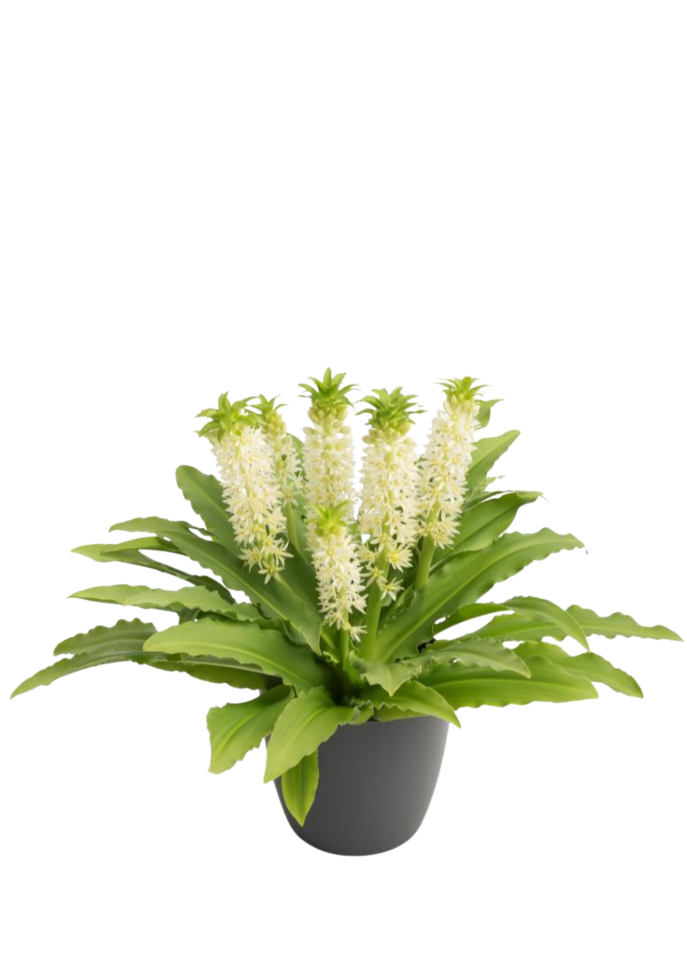 Maui NewComis Eucomis