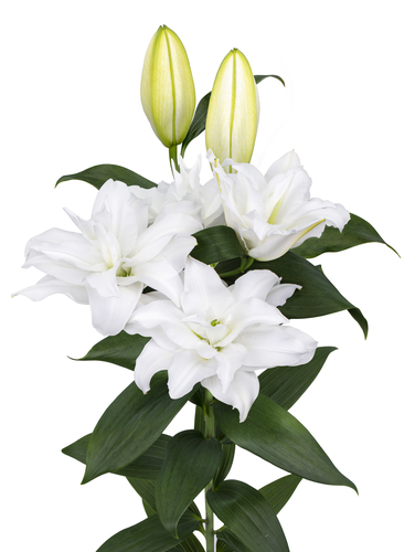 RL Ulrika Roselily Lilium