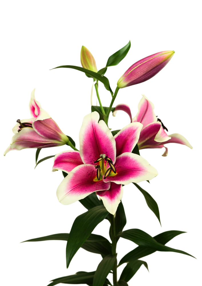 Starflair Lilium