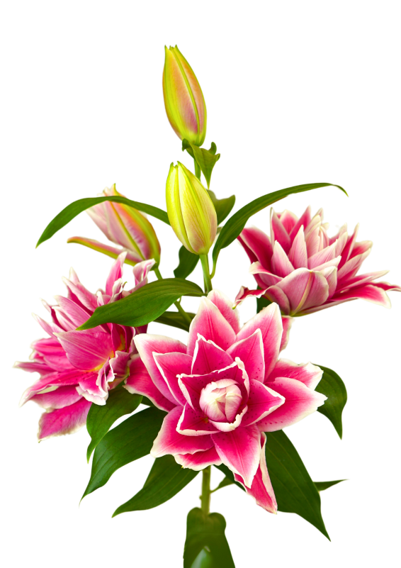 Antonella Roselily Lilium