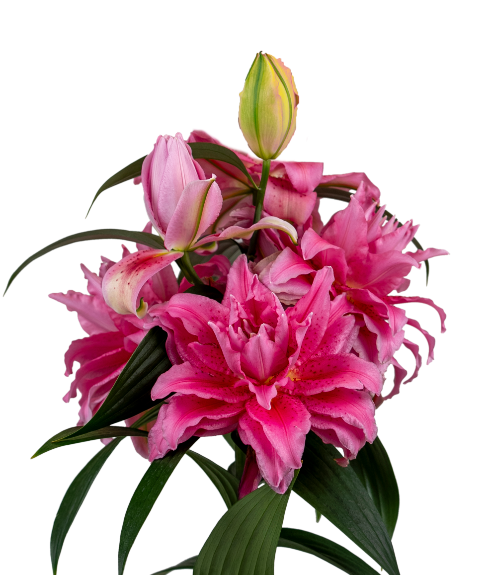 Berkeley Roselily Lilium