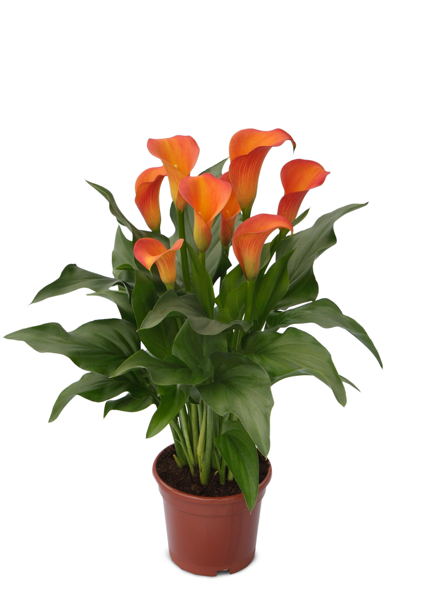 Cancún Calla nova Zantedeschia