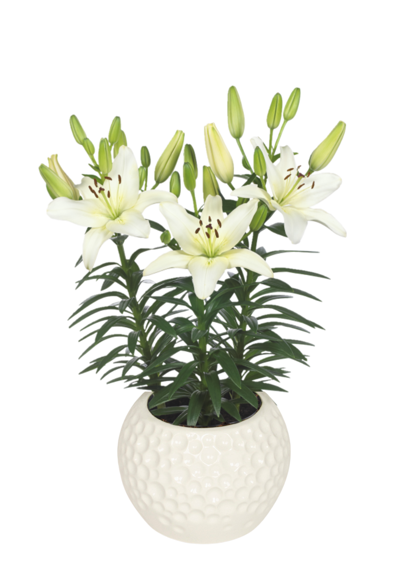 Sparkling Joy Lilium