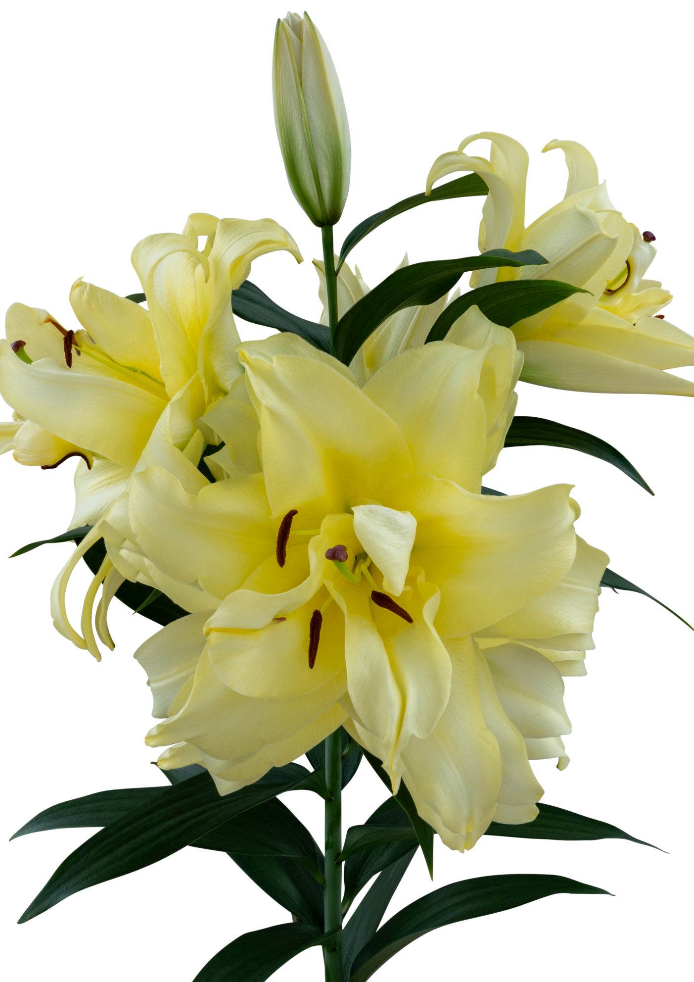 SL Paco Starlily Lilium