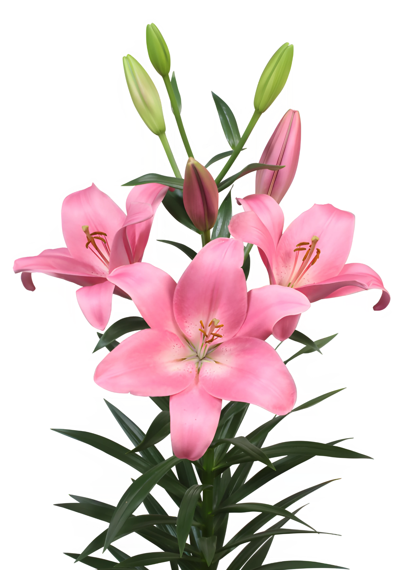 Scotland Lilium